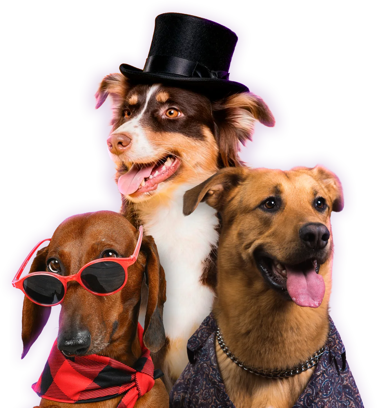Três cães fantasiados para o Cãocurso: um de cartola, um dachshund de óculos escuros e bandana xadrez e um caramelo de camisa estampada