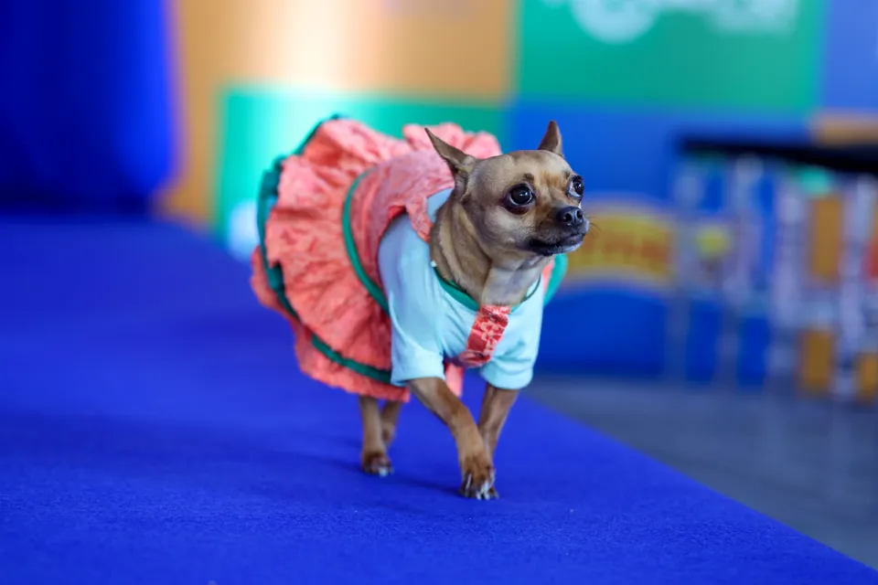 Cãocurso Condor 2025 — foto 5