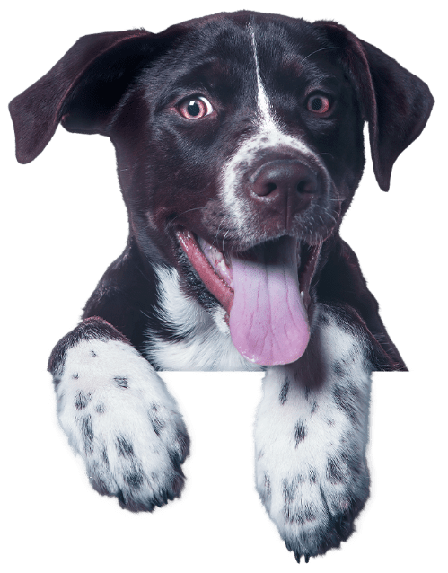 Cachorro preto e branco com a língua para fora, apoiado na faixa colorida